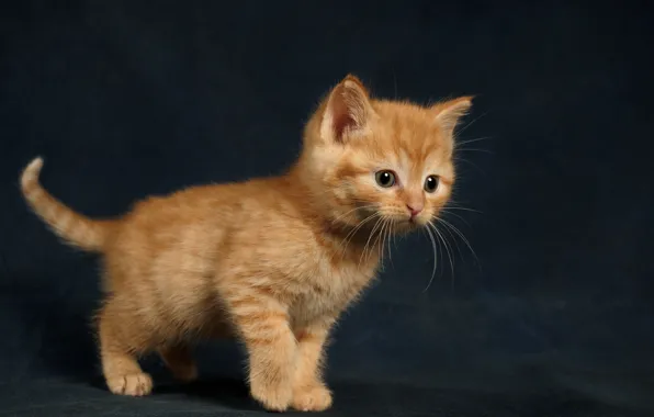 Picture kitty, background, baby, red, ginger kitten