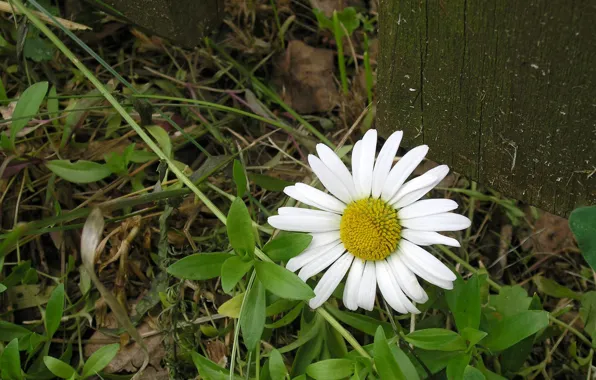Picture flower, summer, Daisy