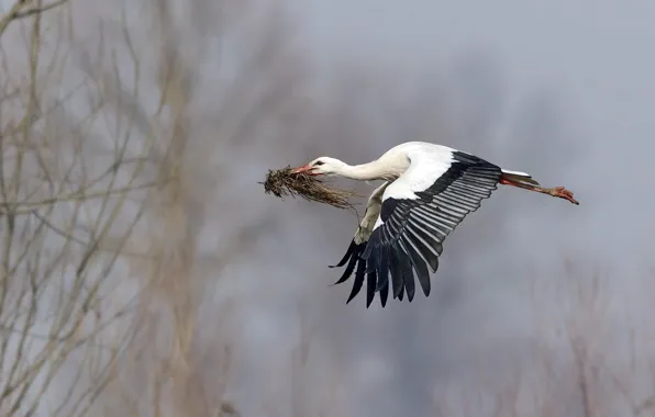 Picture bird, spring, stork