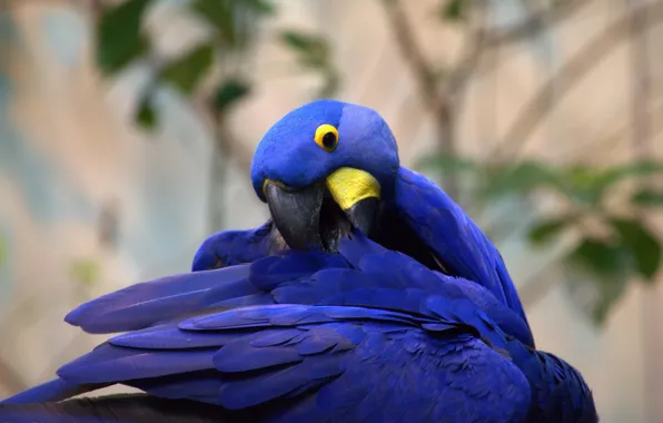 Picture feathers, parrot, color, funny, Hyacinth macaw