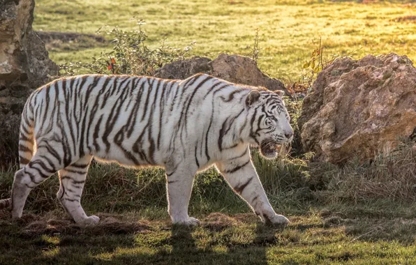 Picture predator, power, white tiger, wild cat