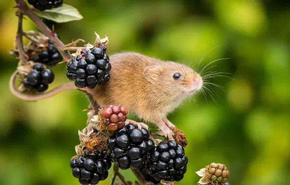 Picture berries, background, branch, mouse, BlackBerry, rodent, Harvest Mouse, The mouse is tiny