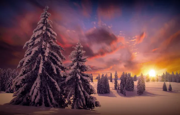 Picture winter, forest, the sun, clouds, snow, trees, nature, tree