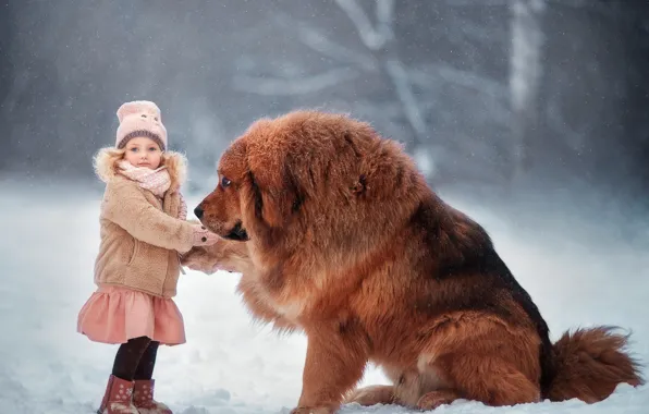 Picture winter, snow, mood, dog, friendship, girl, friends, dog, Tibetan Mastiff, Anna Melnikova