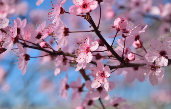 Picture flowers, branches, tree, spring, flowering