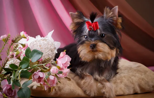 Picture flowers, roses, girl, puppy, bow, Yorkshire Terrier