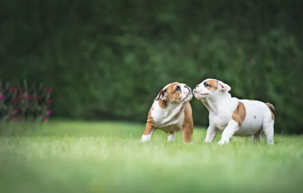 Picture puppies, walk, a couple, dogs, English bulldog