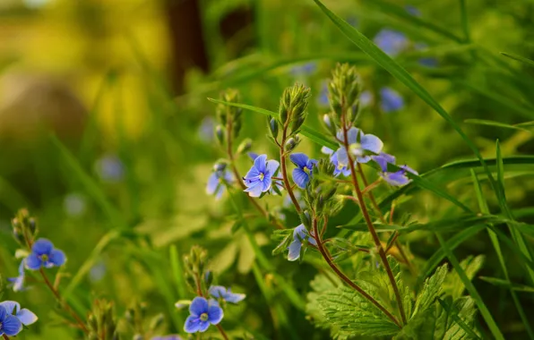 Picture Nature, Spring, Nature, Spring, Blue flowers, Blue flowers, Veronica Dubravnaya