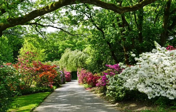 Picture greens, trees, flowers, Park, Germany, track, alley, the bushes, rhododendron, Grugapark Essen