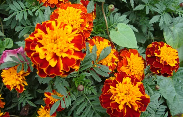 Picture bright, warm, marigolds