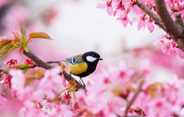 Picture bird, Sakura, tit