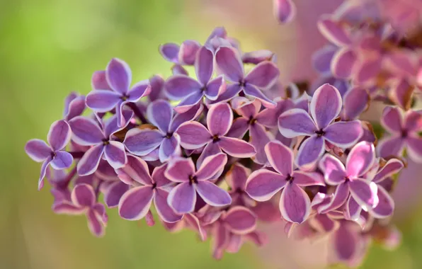 Picture macro, bunch, lilac, inflorescence