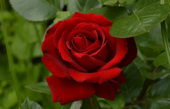 Wallpaper red, rose, beauty images for desktop, section цветы - download