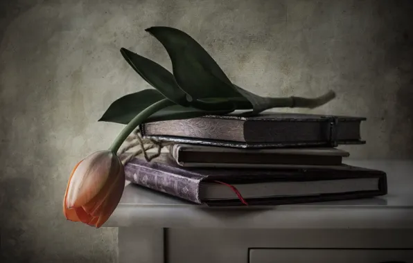 Picture flower, style, books, Tulip