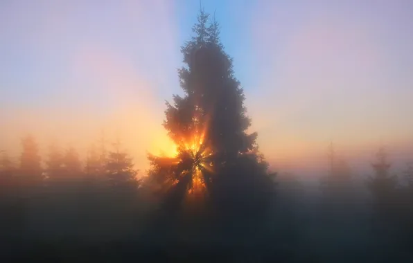 Picture forest, the sky, the sun, rays, light, trees, nature, fog, haze