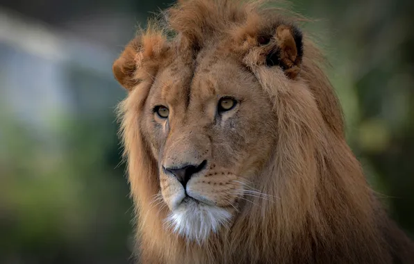 Picture look, face, portrait, Leo, mane, the king of beasts, wild cat
