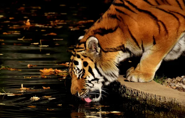 Picture leaves, water, tiger, animal, predator, drink