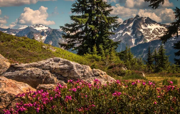 Picture trees, flowers, mountains, ate, Washington, The cascade mountains, Washington State, Cascade Range