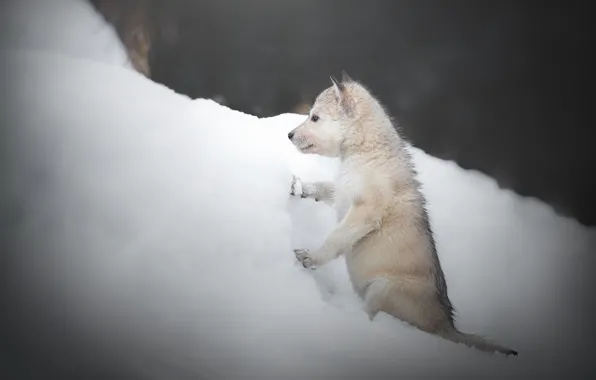 Picture winter, snow, dog, puppy, the snow, doggie, The Czechoslovakian Wolfdog, Volkosob