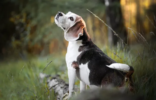 Picture nature, dog, bokeh, Beagle