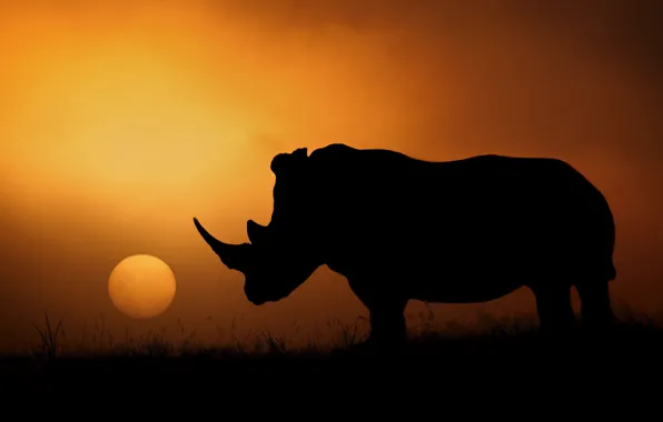 Picture the sun, the evening, silhouette, Africa, Rhino