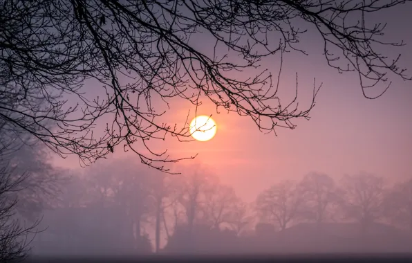 Picture winter, the sun, sunset, branches, fog