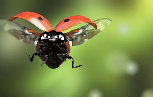 Picture ladybug, art, insect, flight, Ladybird, monteillard-damien