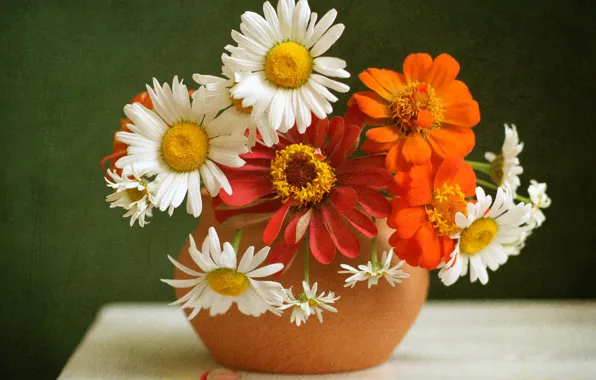 Picture chamomile, texture, a bunch, zinnia