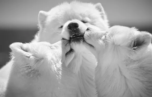 Picture dogs, puppies, black and white, trio, monochrome, muzzle, Samoyed