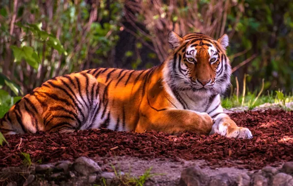 Picture tiger, wild cat, handsome