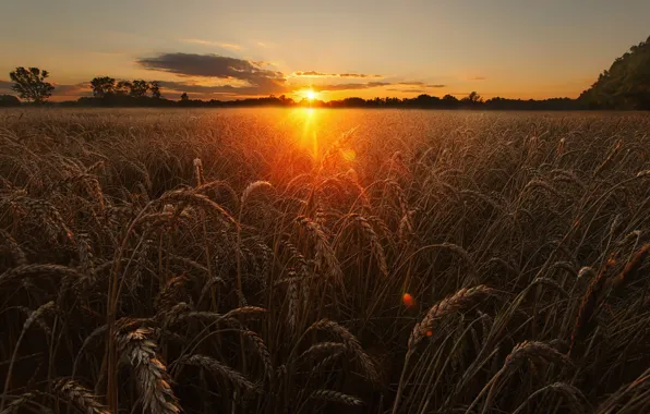 Picture wheat, field, the sky, the sun, light, nature