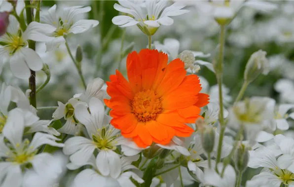 Picture Flowers, Calendula, Cerastium, Orange flower, Orange flower