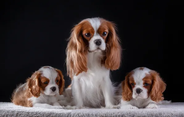 Picture family, puppies, the cavalier king Charles Spaniel