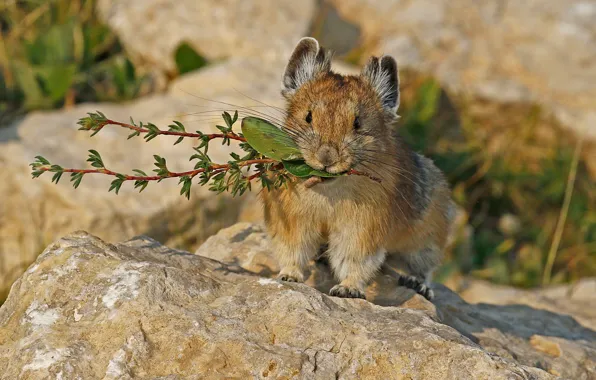 Picture nature, rodent, mammal, pika