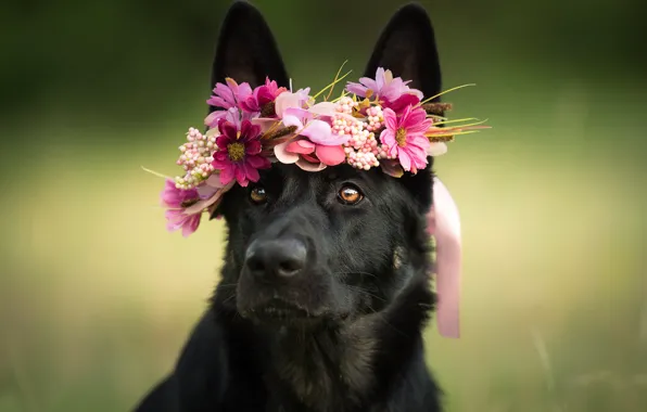 Picture look, face, flowers, dog, wreath, shepherd