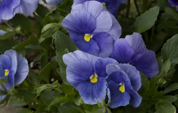 Picture macro, Pansy, Violet Pansy