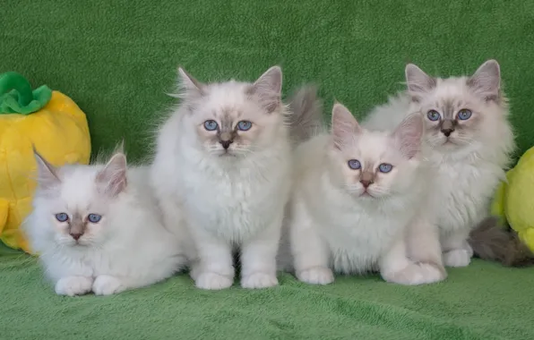 Picture kittens, Quartet, Ragdoll