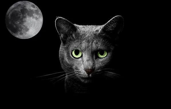 Picture cat, night, fantasy, the moon