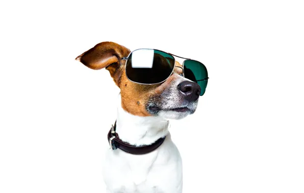 Picture face, portrait, glasses, white background, collar, Jack Russell Terrier