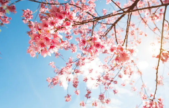Picture the sky, branches, spring, Sakura, flowering, pink, blossom, sakura, cherry, spring, bloom