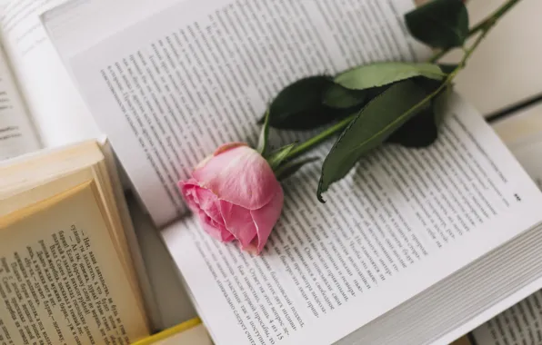 Wallpaper flower, pink, rose, books, Bud, rose, flower, pink, reading ...
