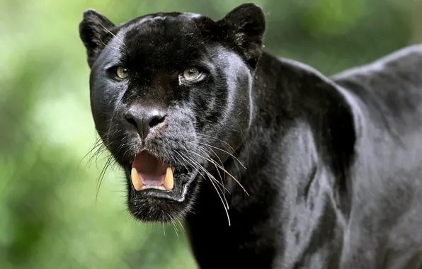 Picture look, face, Jaguar, fangs, wild cat, Black Panther