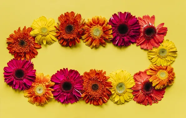 Picture flowers, gerbera, yellow background