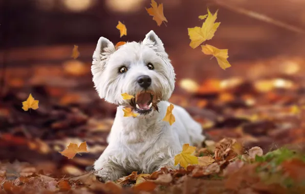 Picture autumn, leaves, doggie, The West highland white Terrier