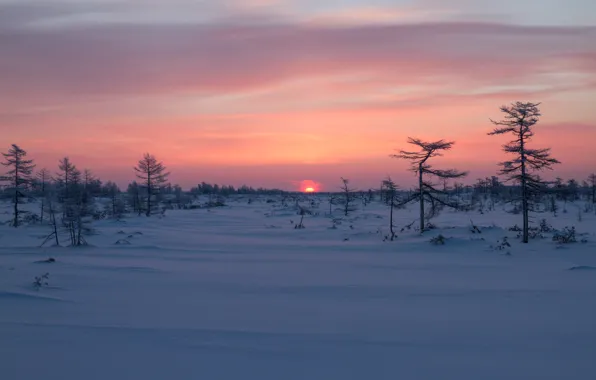 Picture winter, snow, trees, sunrise, dawn, Russia, Sakhalin