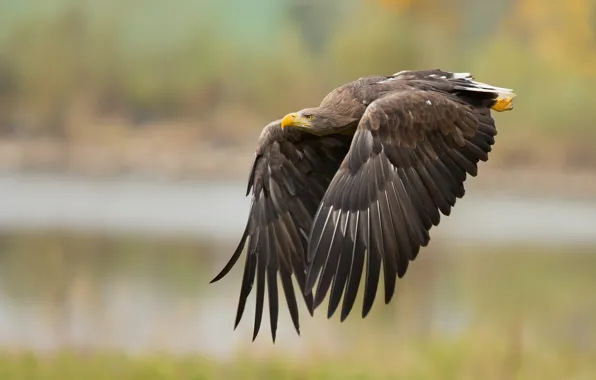 Picture background, bird, wings, flight, eagle, Orlan