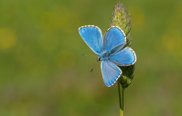 Picture macro, background, butterfly, a blade of grass, Blue beautiful