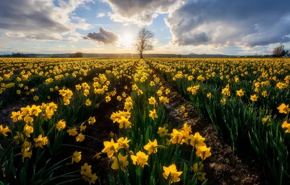Picture flowers, morning, daffodils