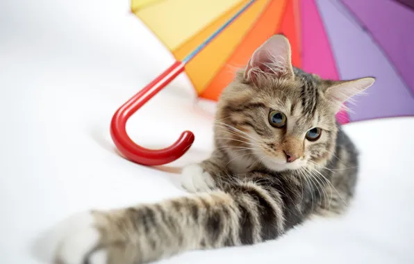 Picture cat, cat, umbrella, foot