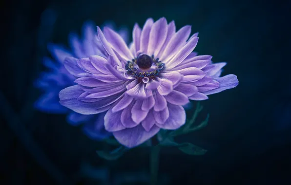 Picture flower, background, focus, middle